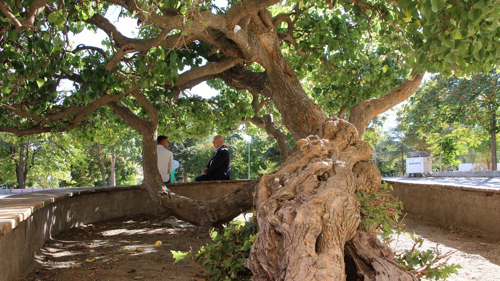 Elazığ'da ki Ağacın Hikayesi Herkesi Şaşırtıyor