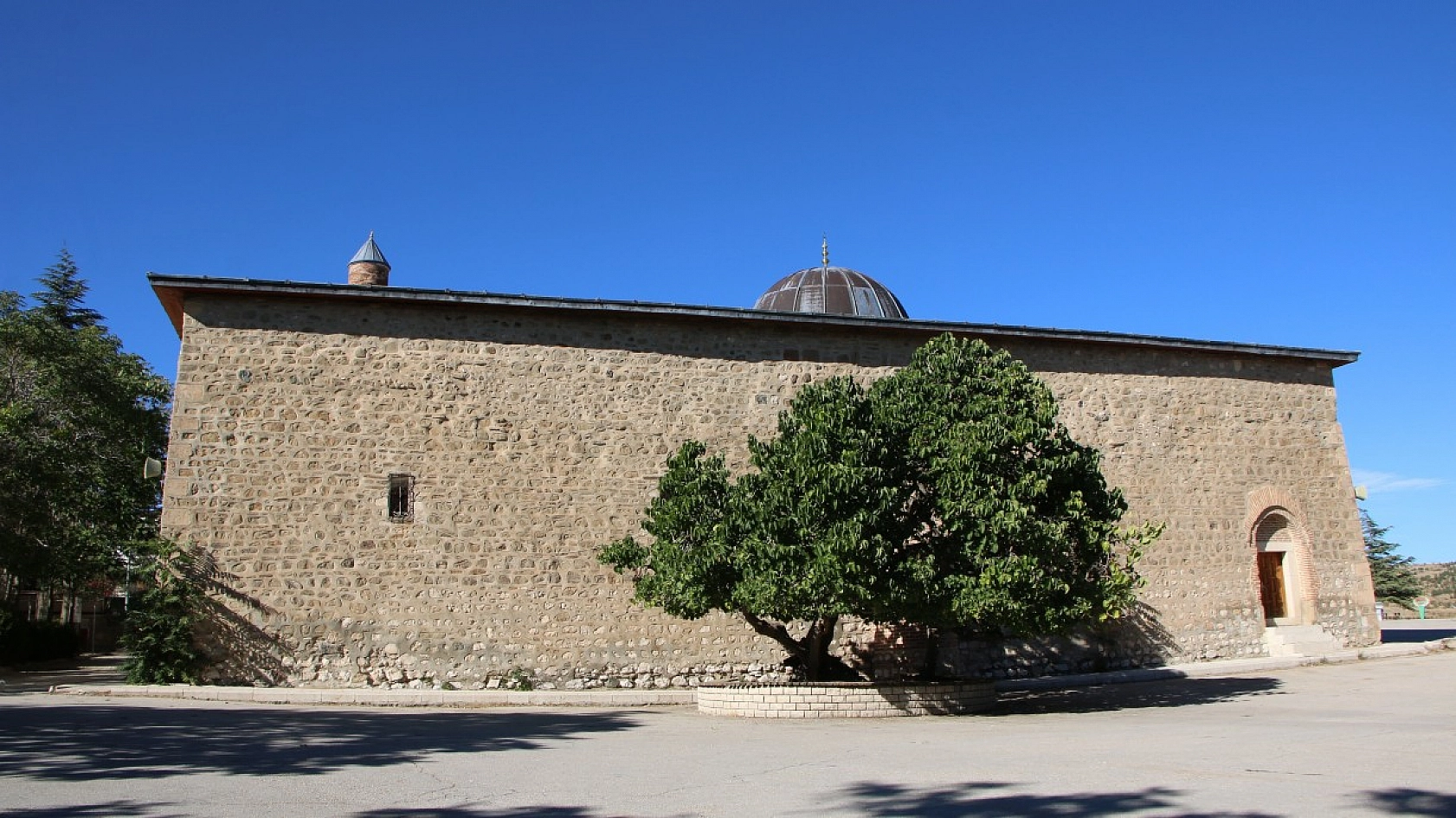 Elazığ'da ki Ağacın Hikayesi Herkesi Şaşırtıyor