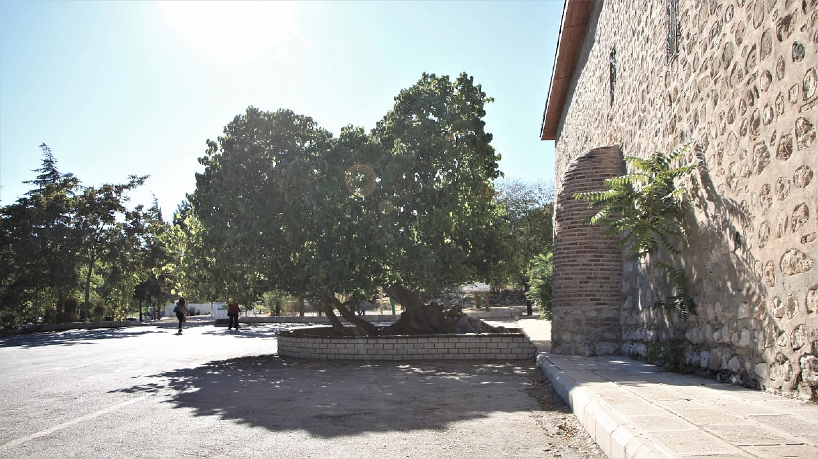 Elazığ'da ki Ağacın Hikayesi Herkesi Şaşırtıyor