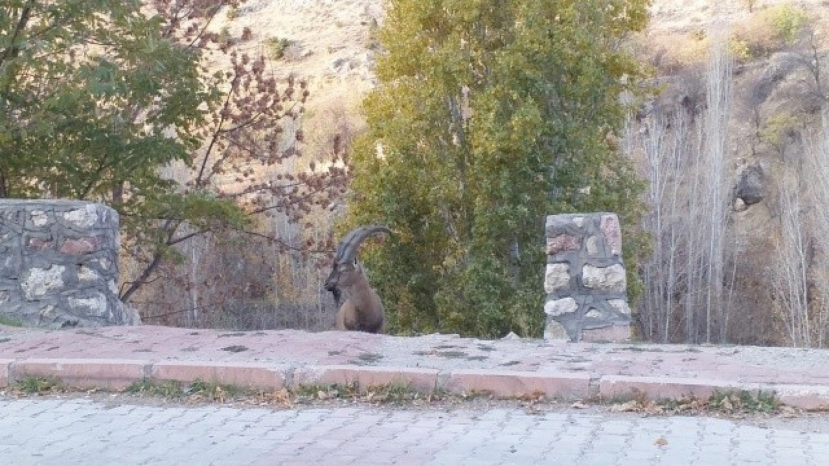 İlk Defa Bu Kadar Yakından Görüntülendi