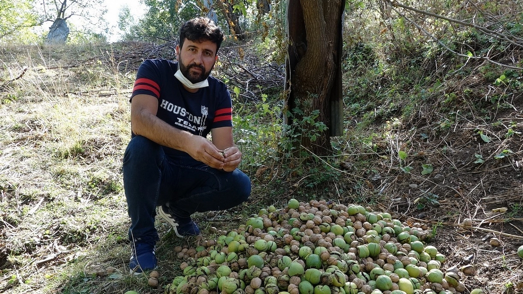 Yılda Bin 250 Ton Ceviz Hasadı Yapılıyor