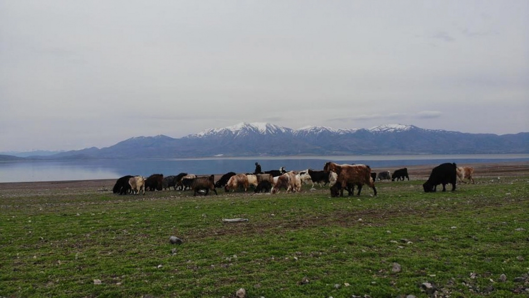 Suların Çekildiği Baraj Havzası Hayvanlara Otlak Oldu