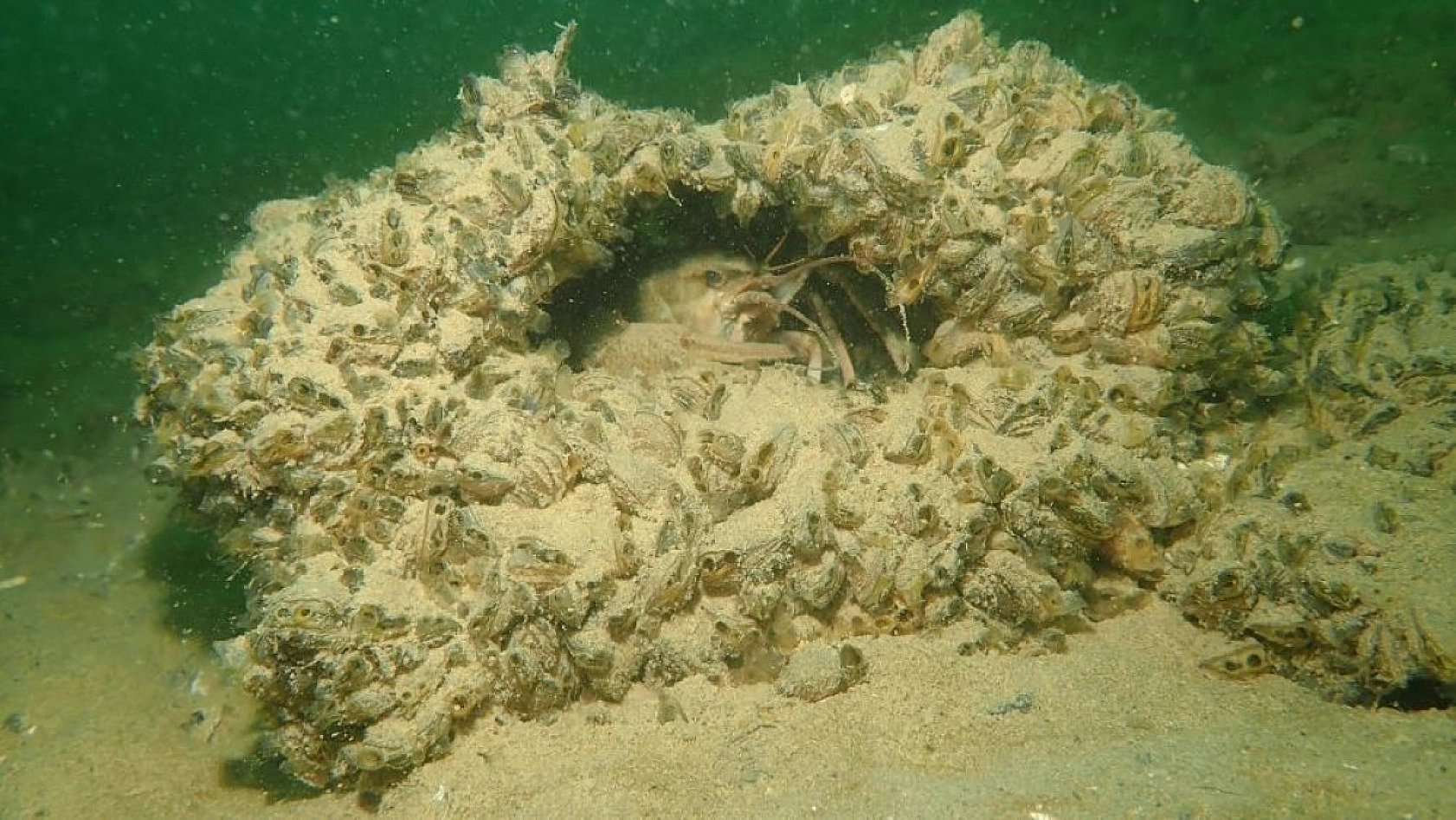 Yarımada Konumundaki Elazığ, Su Altı Flora ve Faunasıyla Dikkat Çekiyor!