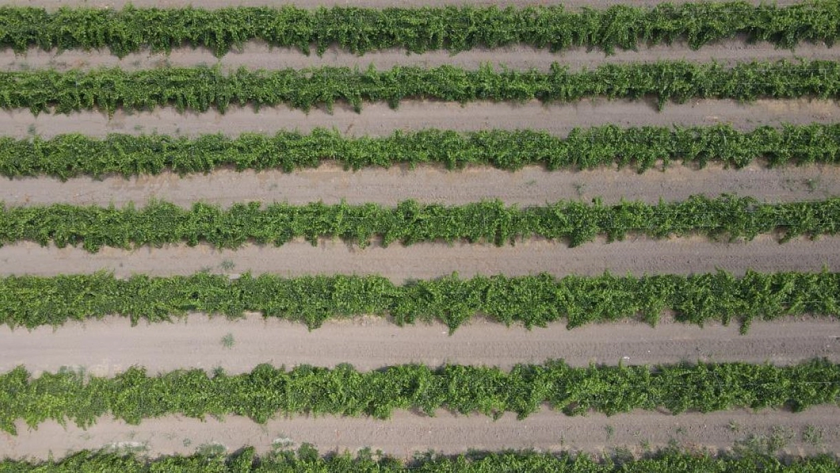 Elazığ'ın Üzüm Köyünde Erkenci Üzüm Hasadı