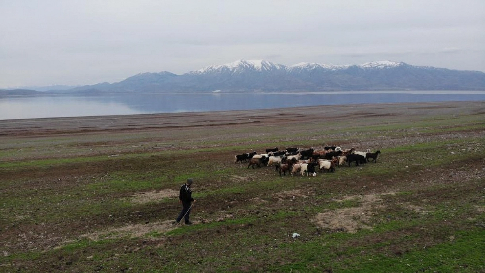 Suların Çekildiği Baraj Havzası Hayvanlara Otlak Oldu