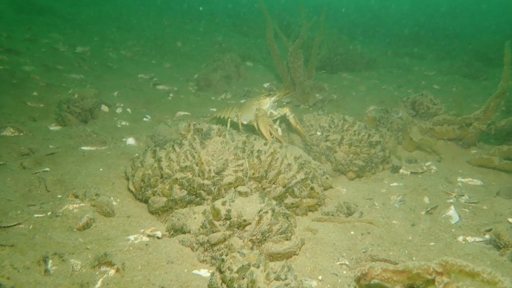 Yarımada Konumundaki Elazığ, Su Altı Flora ve Faunasıyla Dikkat Çekiyor!