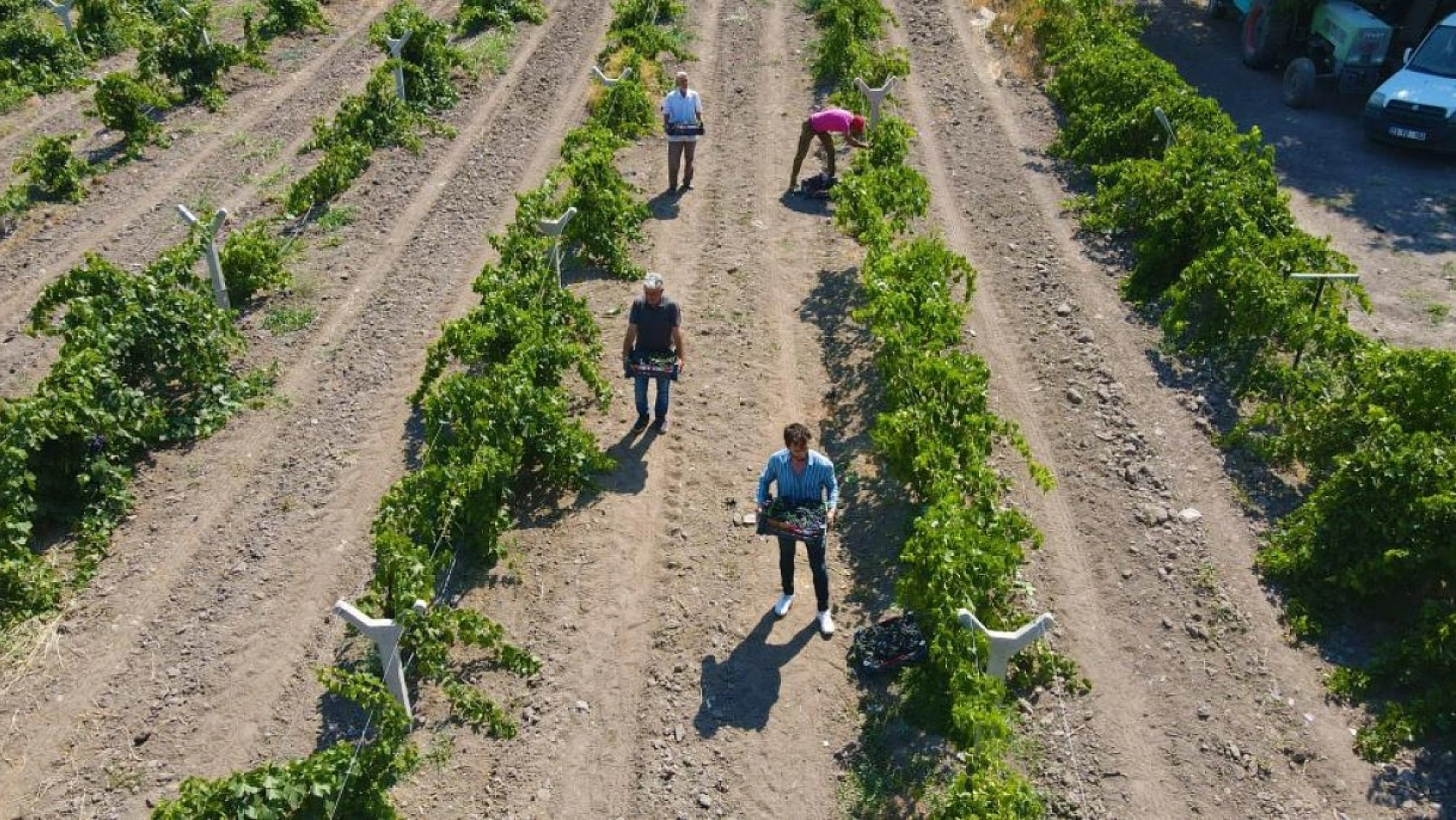 Elazığ'ın Üzüm Köyünde Erkenci Üzüm Hasadı