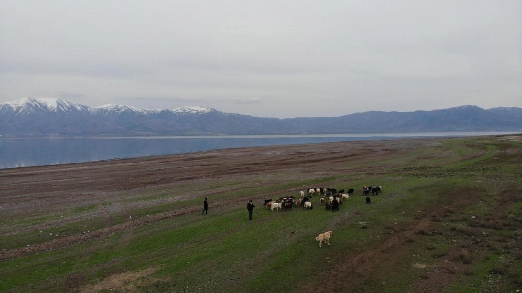 Suların Çekildiği Baraj Havzası Hayvanlara Otlak Oldu