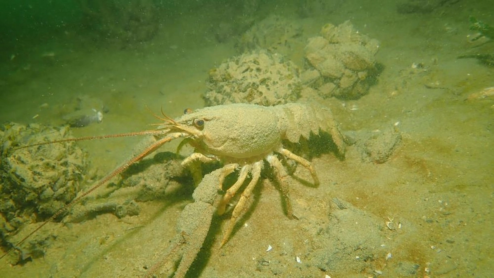 Yarımada Konumundaki Elazığ, Su Altı Flora ve Faunasıyla Dikkat Çekiyor!