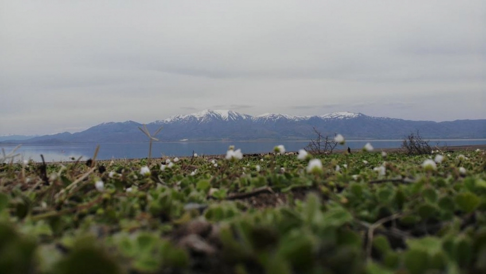 Suların Çekildiği Baraj Havzası Hayvanlara Otlak Oldu