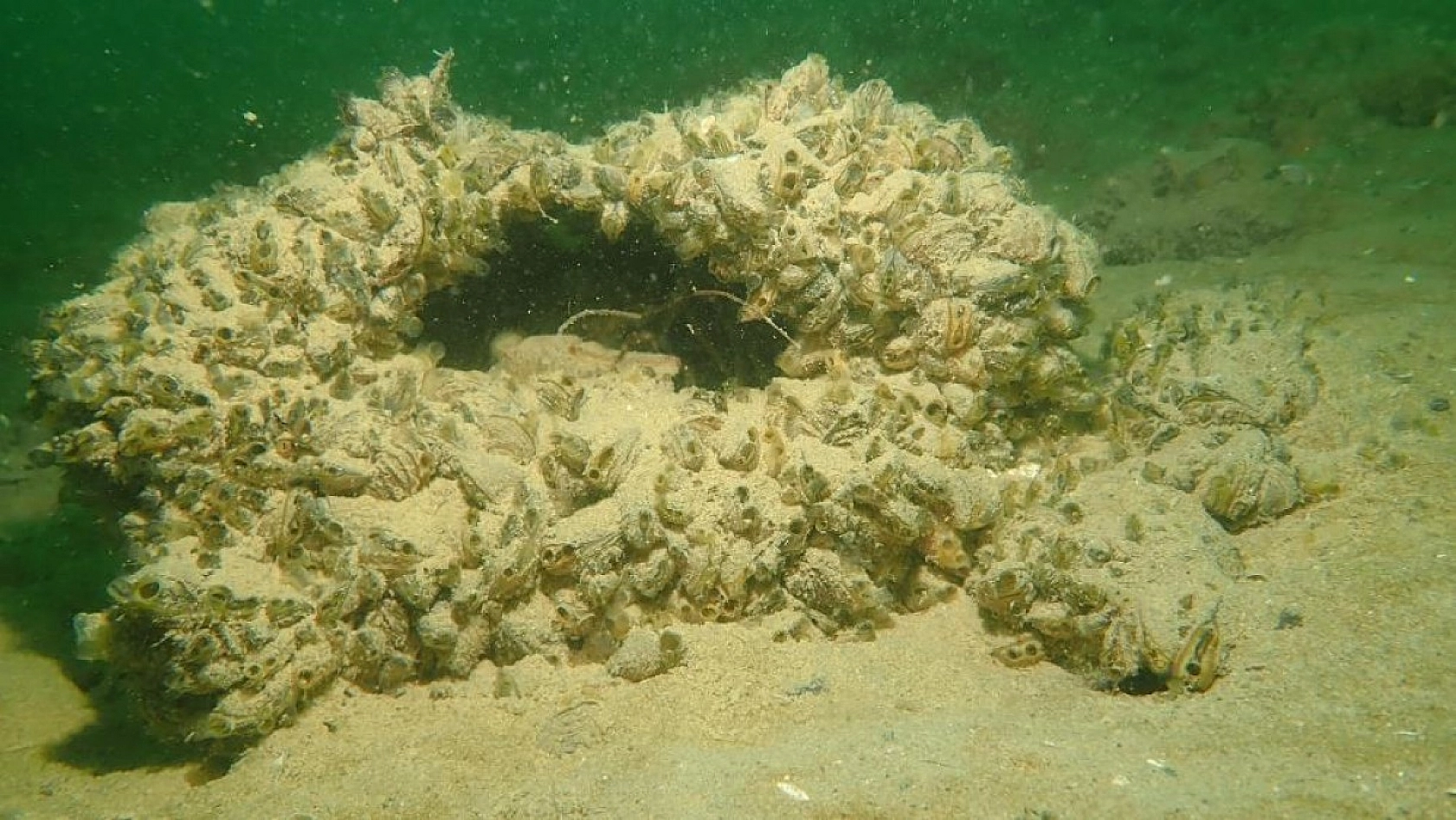 Yarımada Konumundaki Elazığ, Su Altı Flora ve Faunasıyla Dikkat Çekiyor!