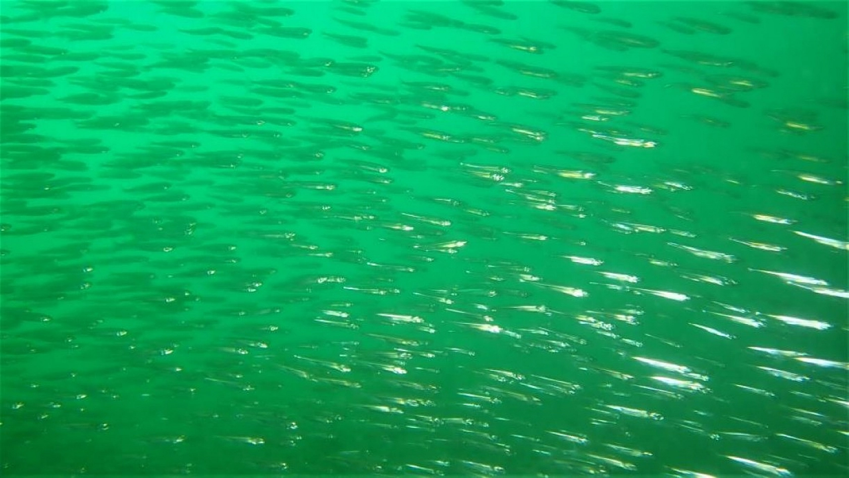 Yarımada Konumundaki Elazığ, Su Altı Flora ve Faunasıyla Dikkat Çekiyor!