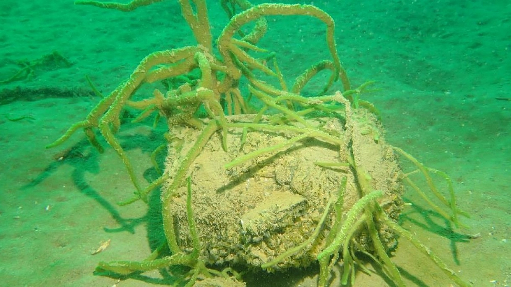 Yarımada Konumundaki Elazığ, Su Altı Flora ve Faunasıyla Dikkat Çekiyor!