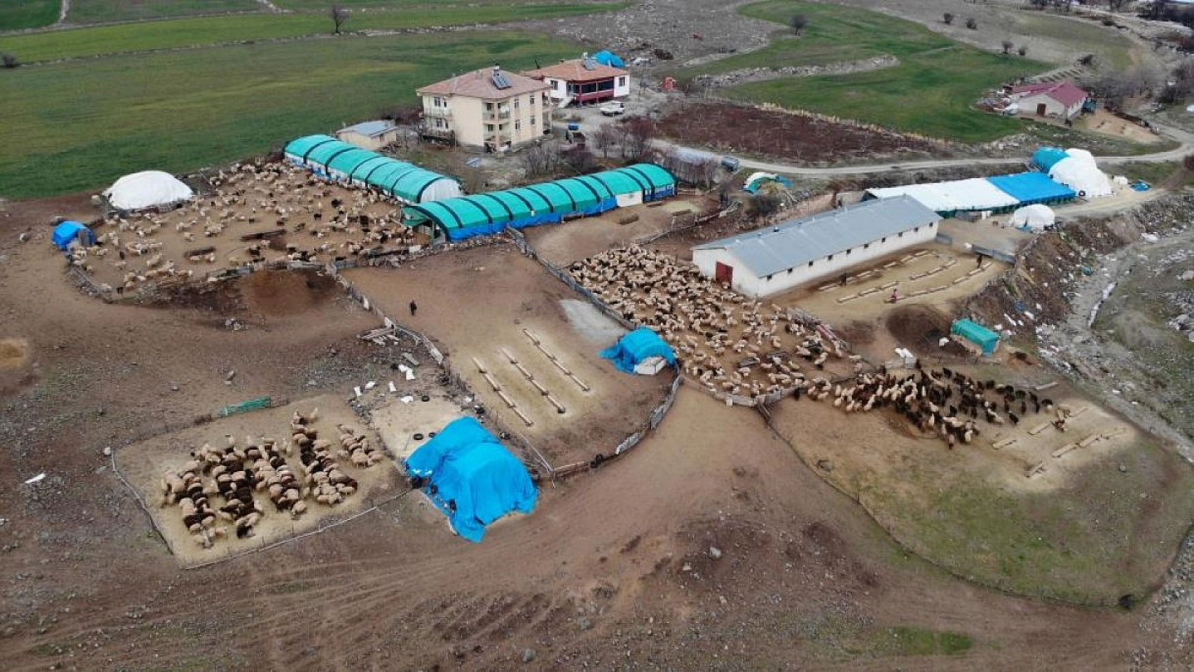 Kuzuların Anneleriyle Duygusal Buluşması