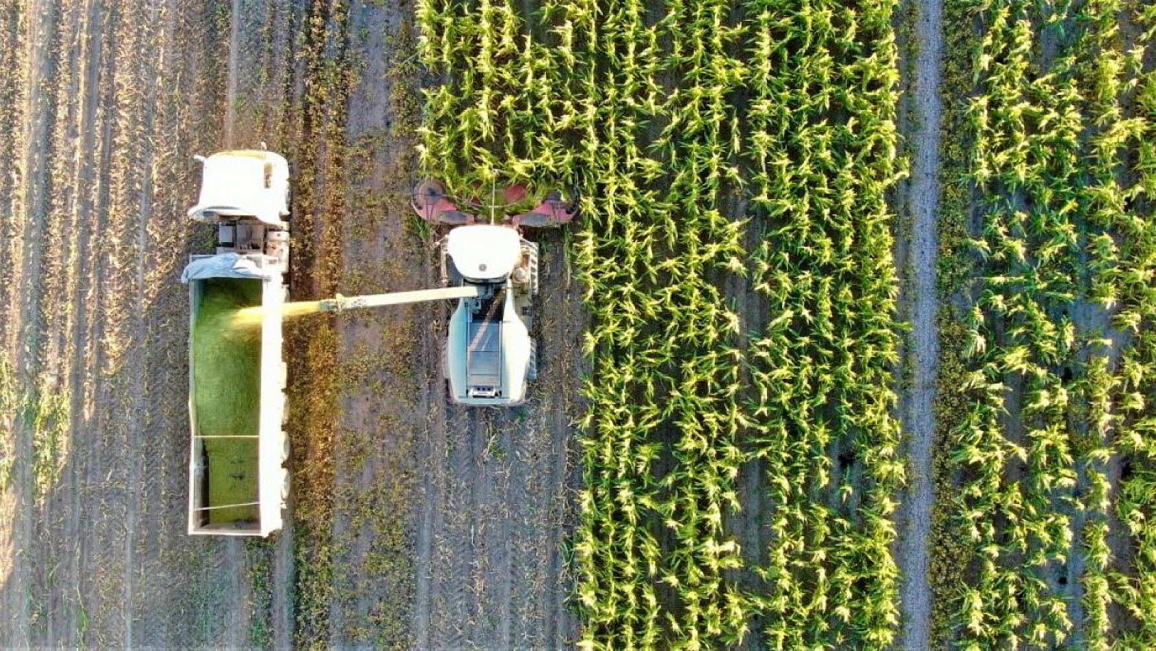 Palu'da Silajlık Mısır Hasadı Başladı!