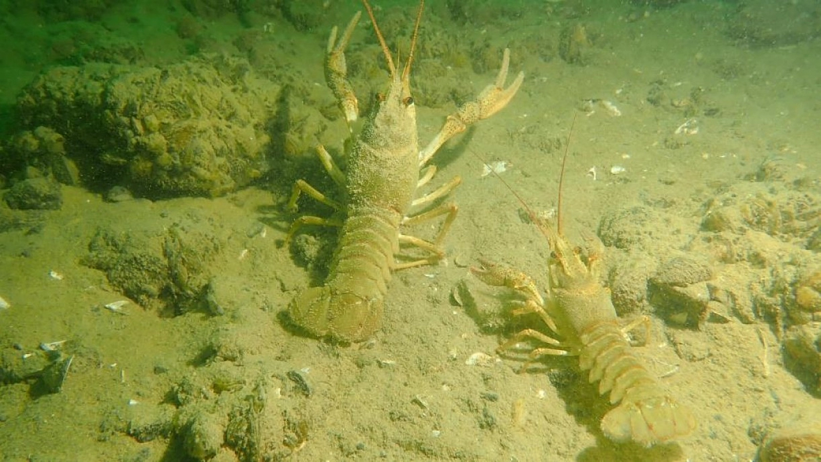 Yarımada Konumundaki Elazığ, Su Altı Flora ve Faunasıyla Dikkat Çekiyor!