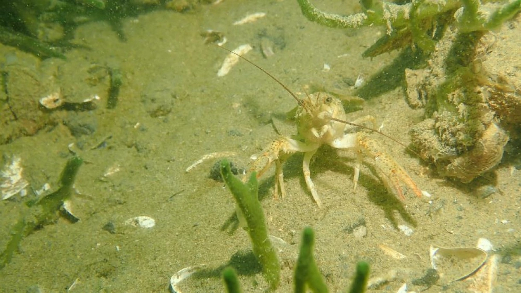 Yarımada Konumundaki Elazığ, Su Altı Flora ve Faunasıyla Dikkat Çekiyor!