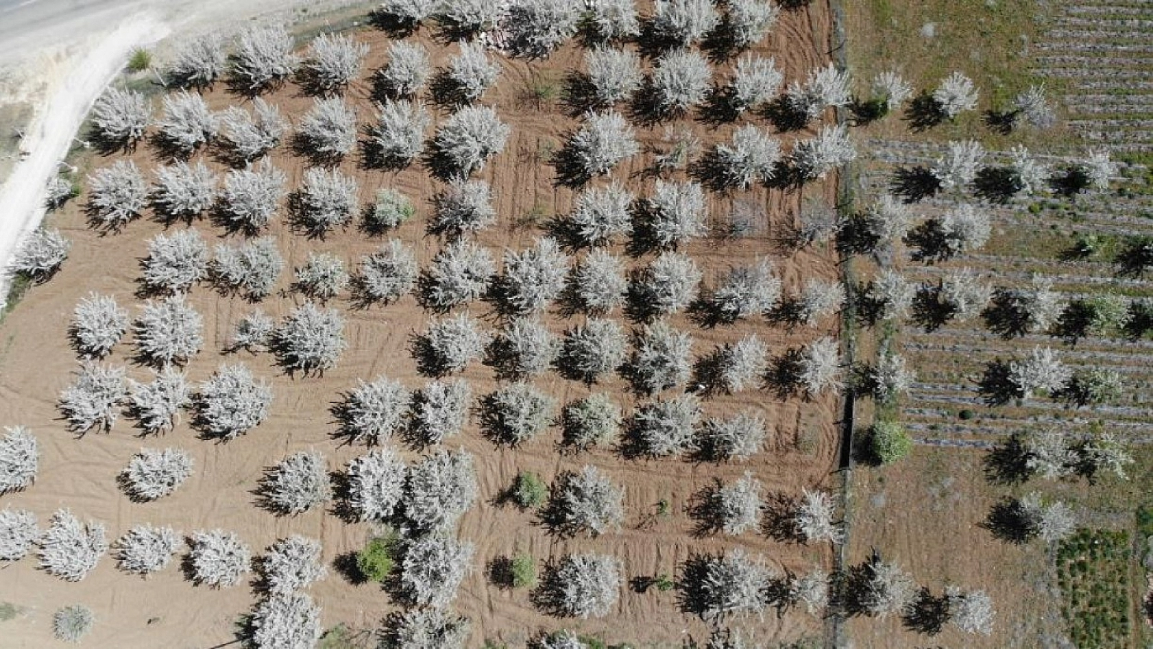 Harput Kiraz Çiçekleriyle Beyaza Büründü