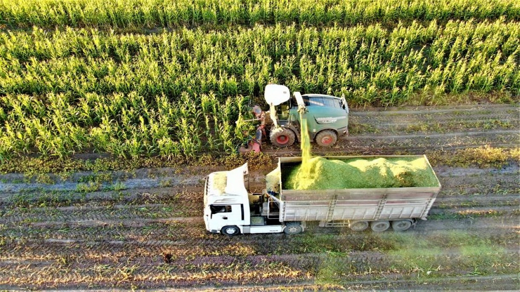 Palu'da Silajlık Mısır Hasadı Başladı!