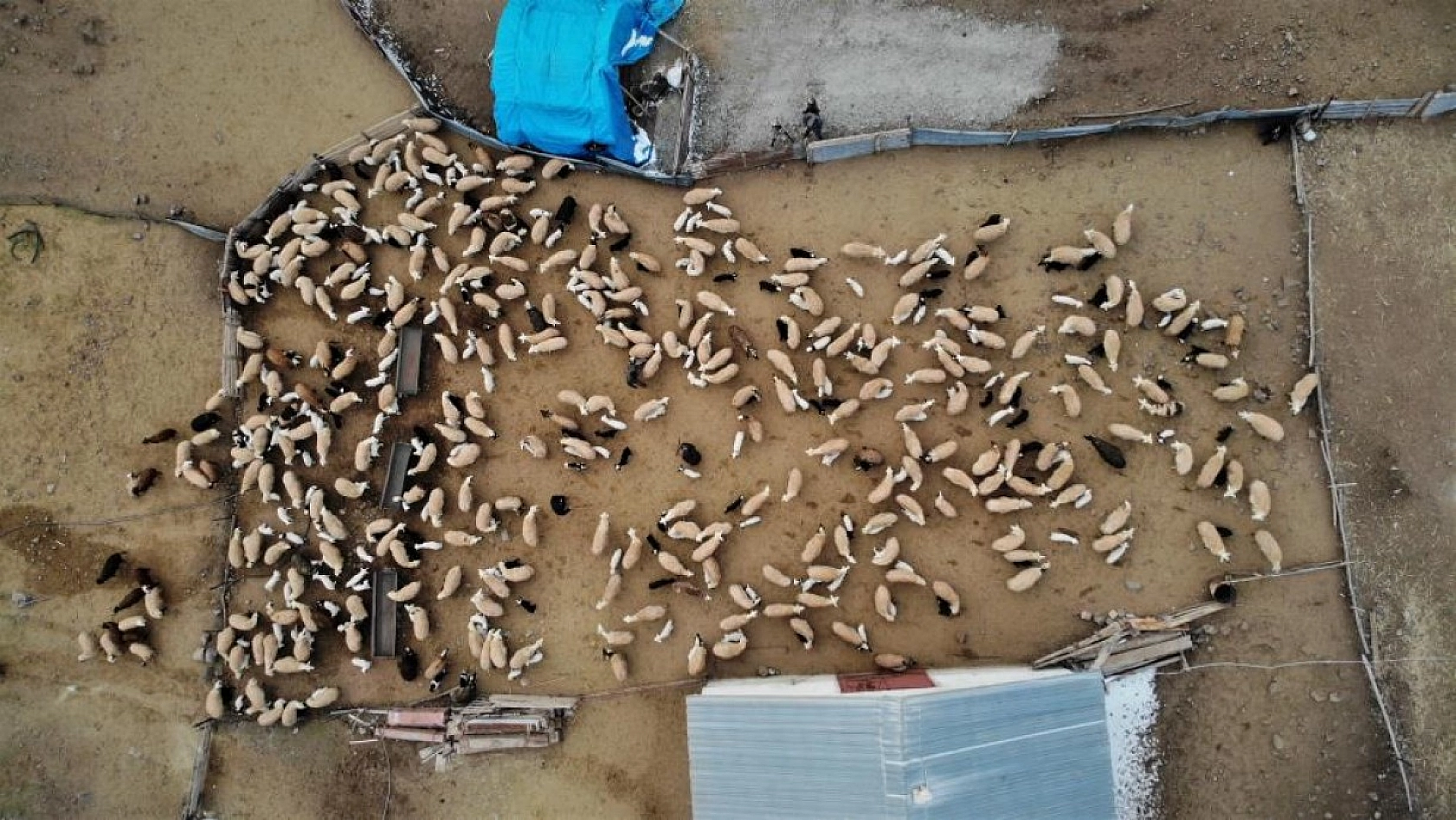 Kuzuların Anneleriyle Duygusal Buluşması