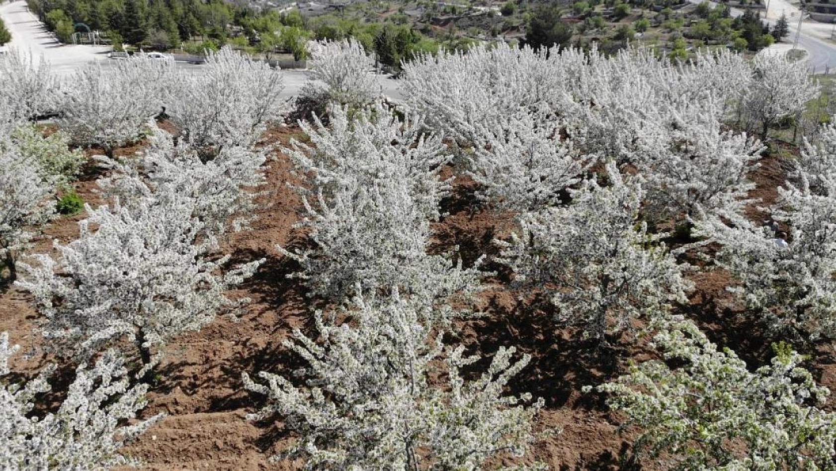 Harput Kiraz Çiçekleriyle Beyaza Büründü