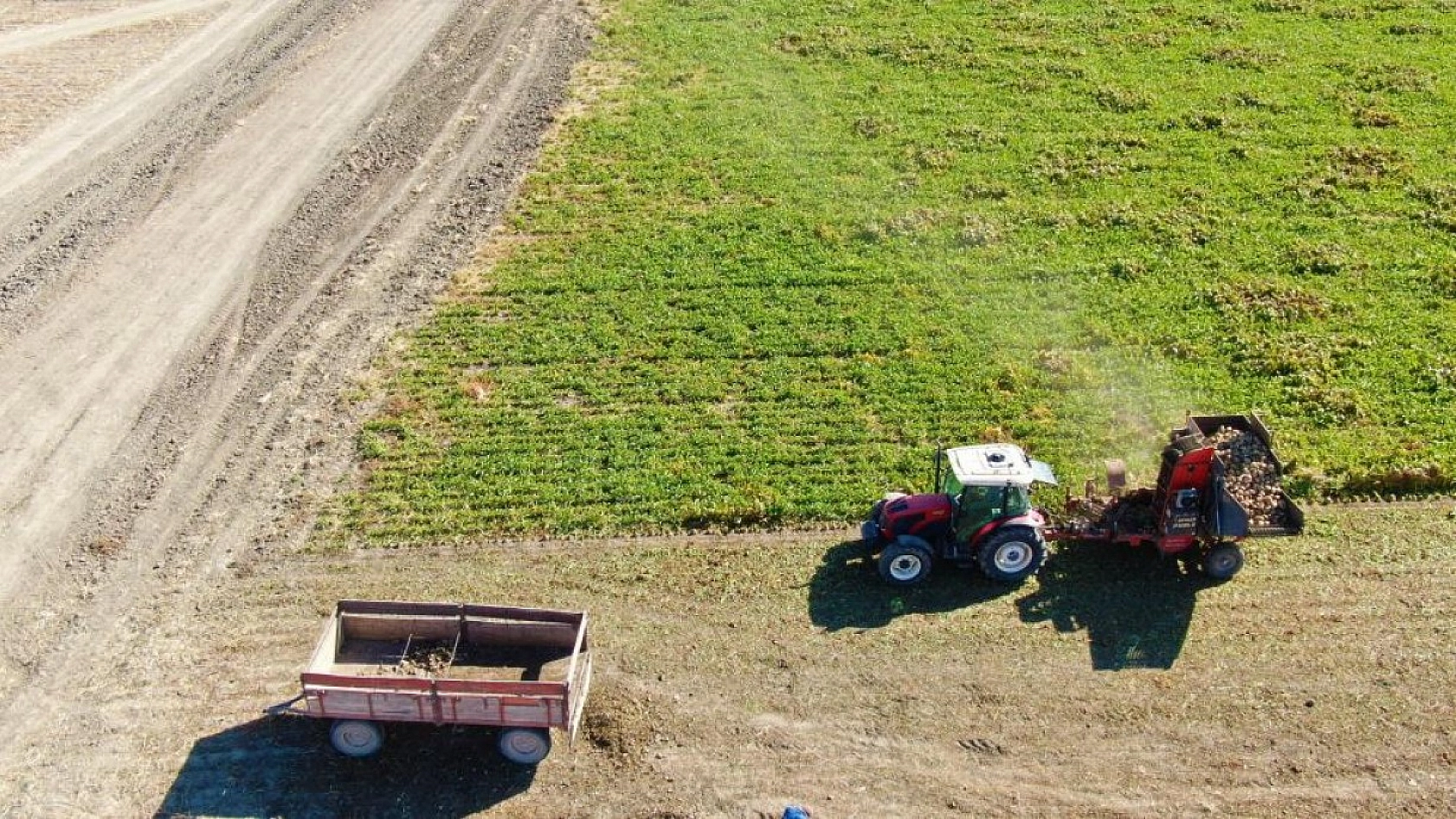 Baraj Gölünde Sular Çekildi, Çiftçiler Bölgeye Şeker Pancarı Ekti!