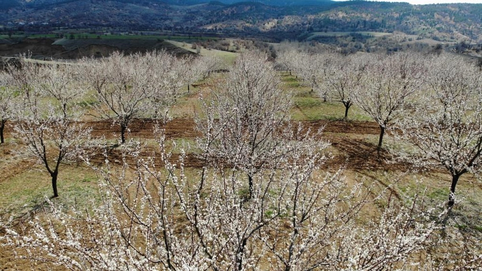 Elazığ'da Ağaçlar Beyaz Gelinliğini Giyindi