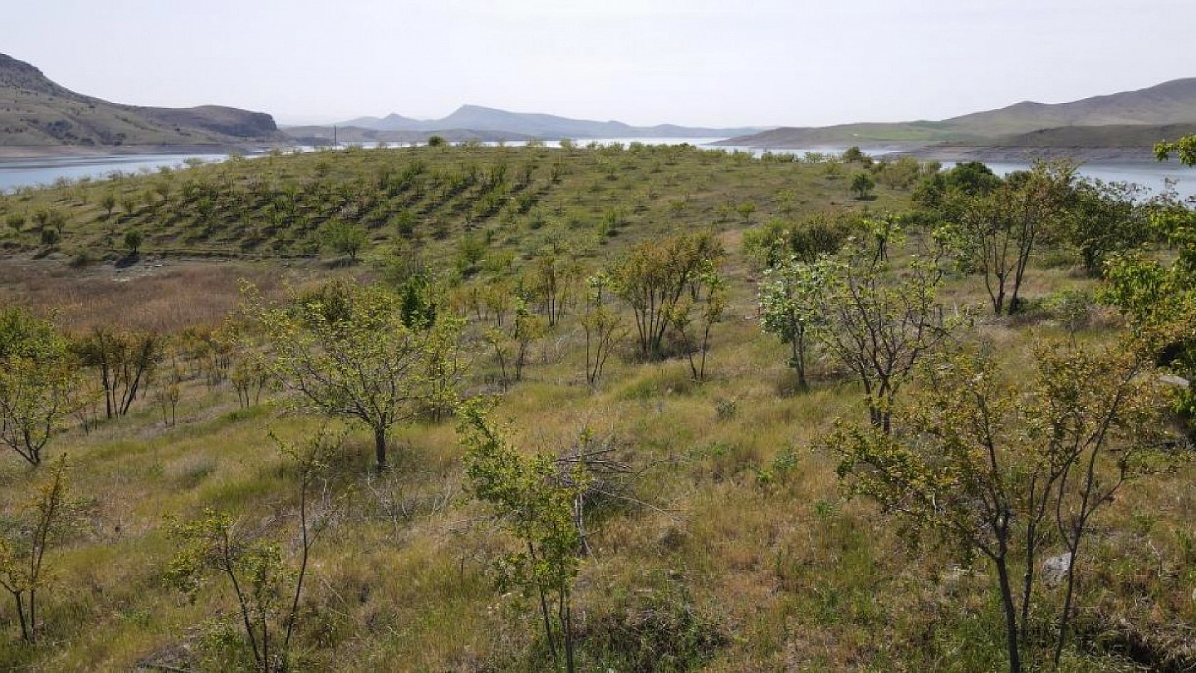 Robinson Ziya Dedenin Adası Baharla Birlikte Yeşile Büründü