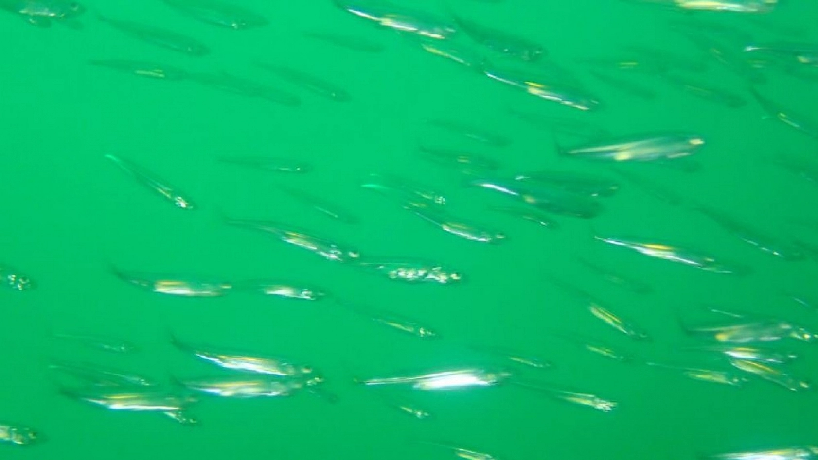 Yarımada Konumundaki Elazığ, Su Altı Flora ve Faunasıyla Dikkat Çekiyor!