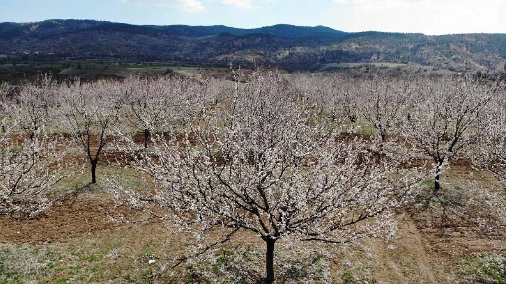Elazığ'da Ağaçlar Beyaz Gelinliğini Giyindi