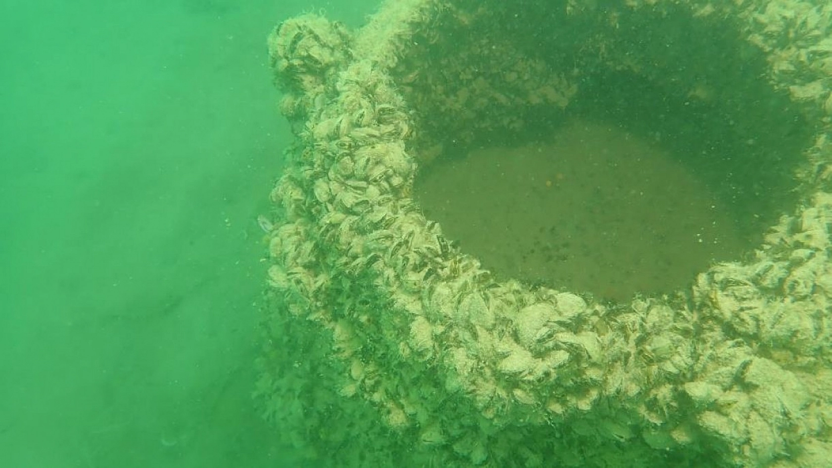 Yarımada Konumundaki Elazığ, Su Altı Flora ve Faunasıyla Dikkat Çekiyor!