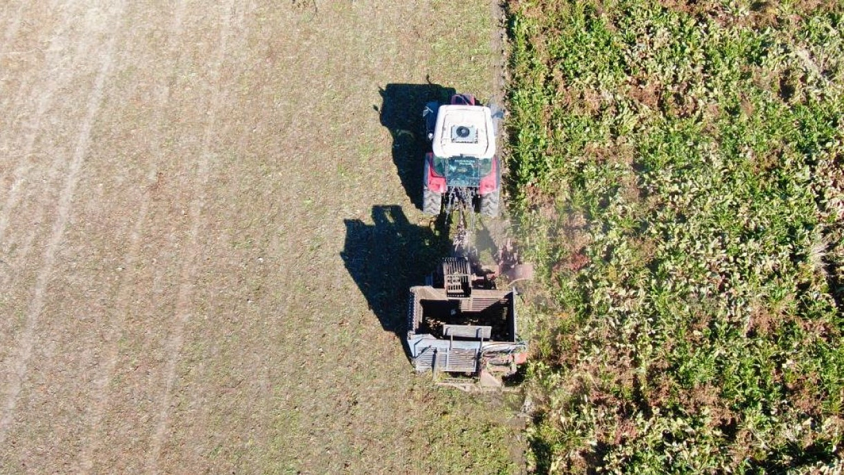 Baraj Gölünde Sular Çekildi, Çiftçiler Bölgeye Şeker Pancarı Ekti!