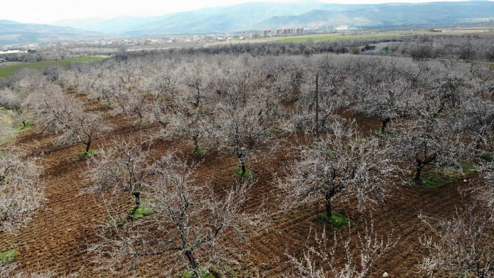 Elazığ'da Ağaçlar Beyaz Gelinliğini Giyindi