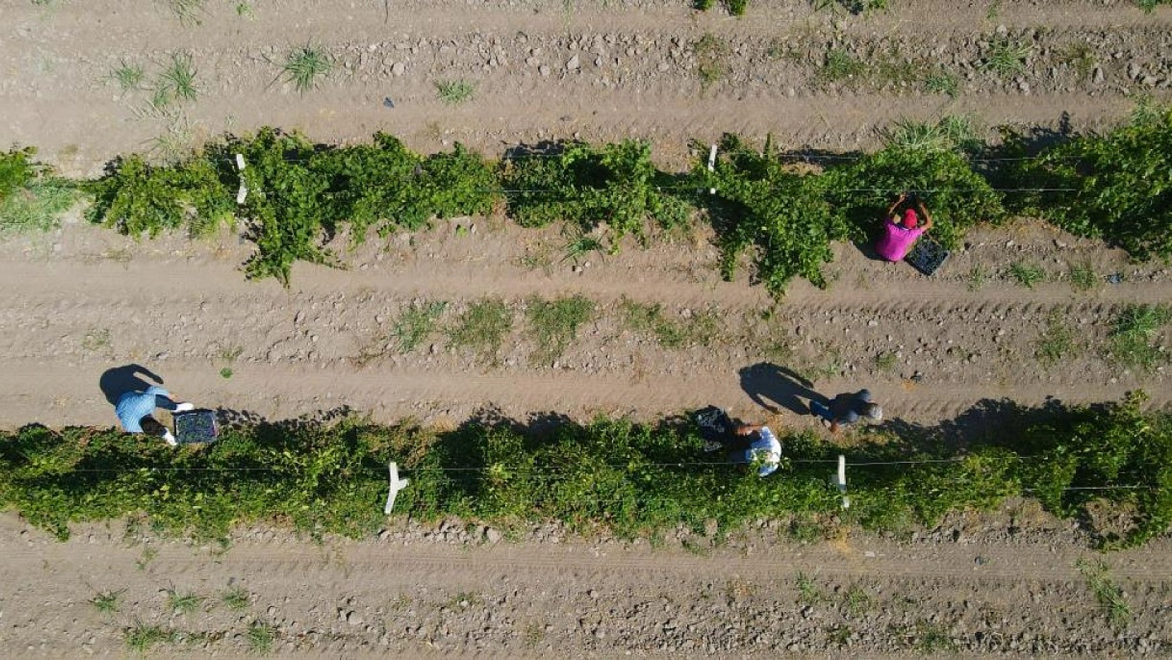 Elazığ'ın Üzüm Köyünde Erkenci Üzüm Hasadı