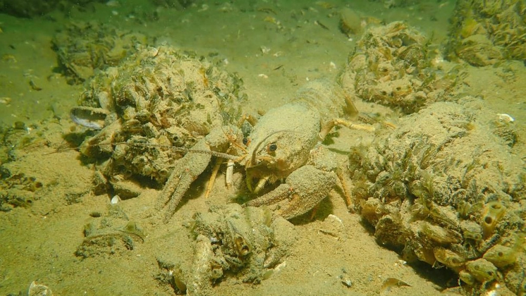 Yarımada Konumundaki Elazığ, Su Altı Flora ve Faunasıyla Dikkat Çekiyor!