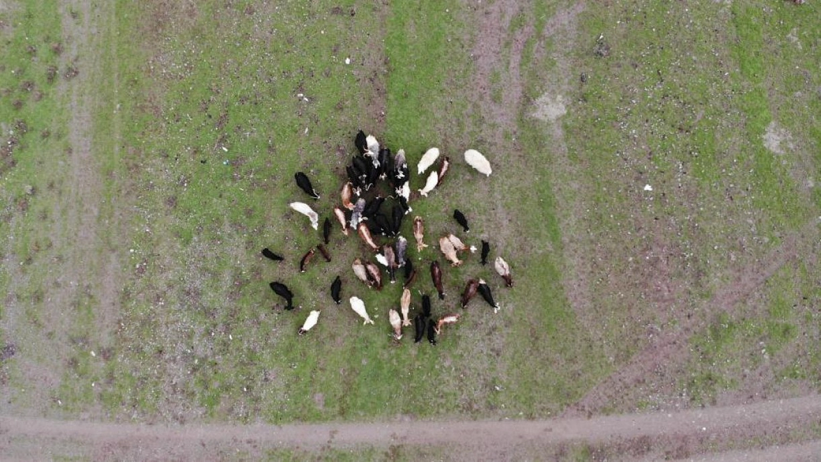 Suların Çekildiği Baraj Havzası Hayvanlara Otlak Oldu