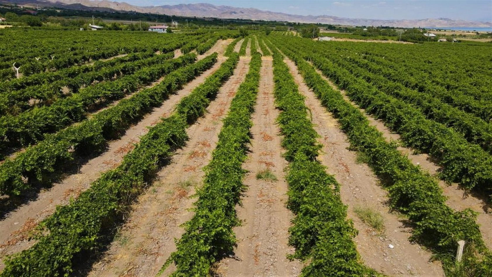 Elazığ'ın Üzüm Köyünde Erkenci Üzüm Hasadı