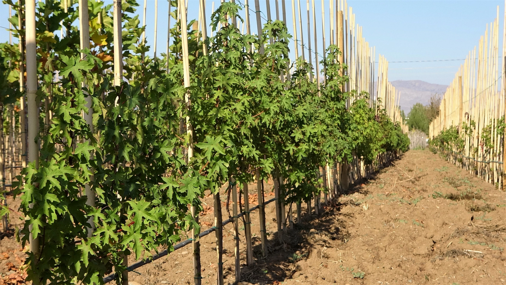 İki Milyon Fidan Toprakla Buluşacak