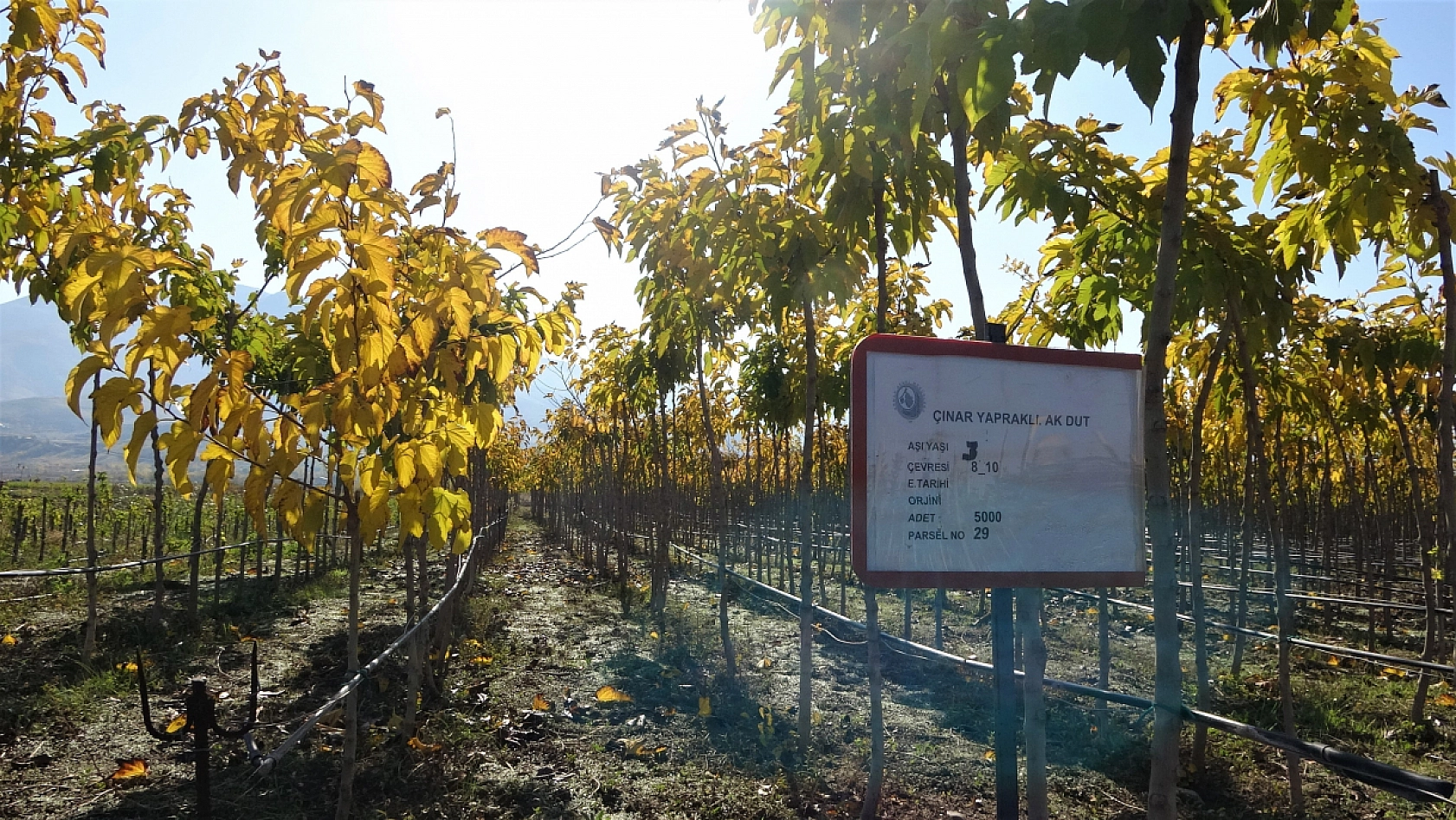 İki Milyon Fidan Toprakla Buluşacak