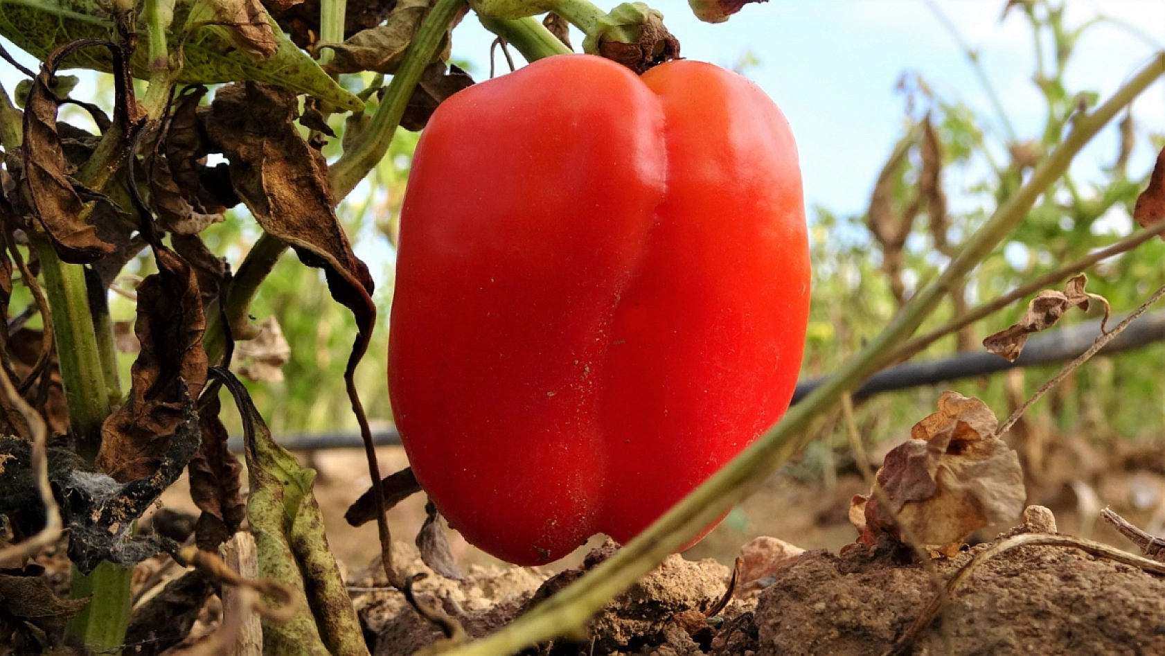 Elazığ'da Sebze Tarlasını Vatandaşlara Ücretsiz Açtı