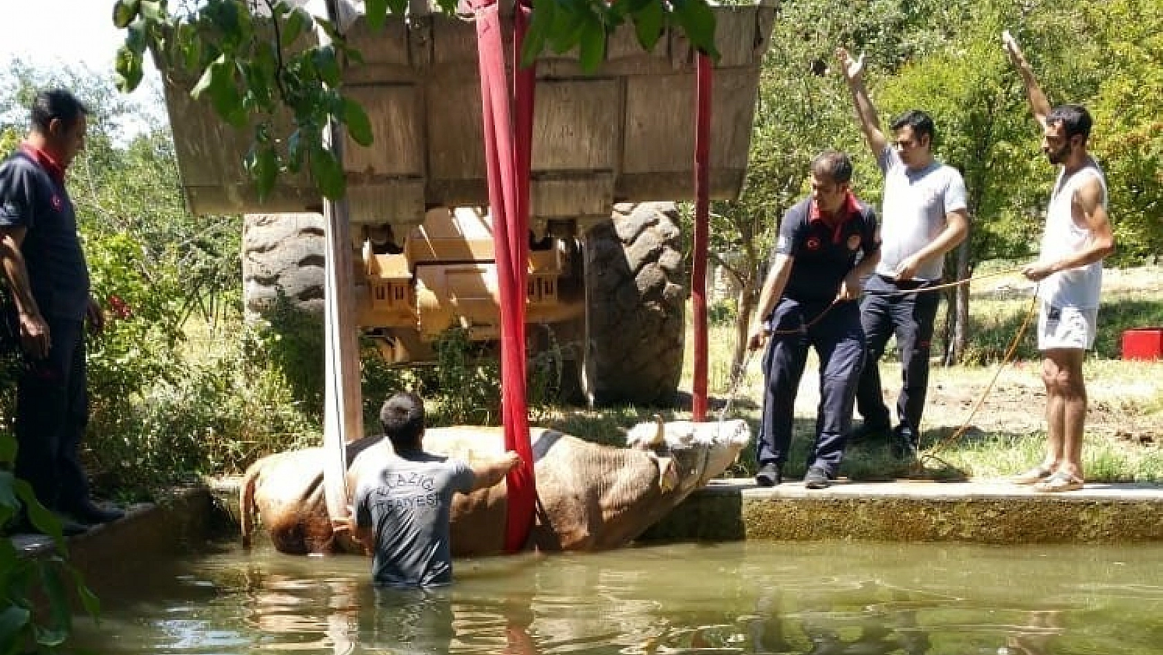 Elazığ'da havuza düşen inek kurtarıldı 