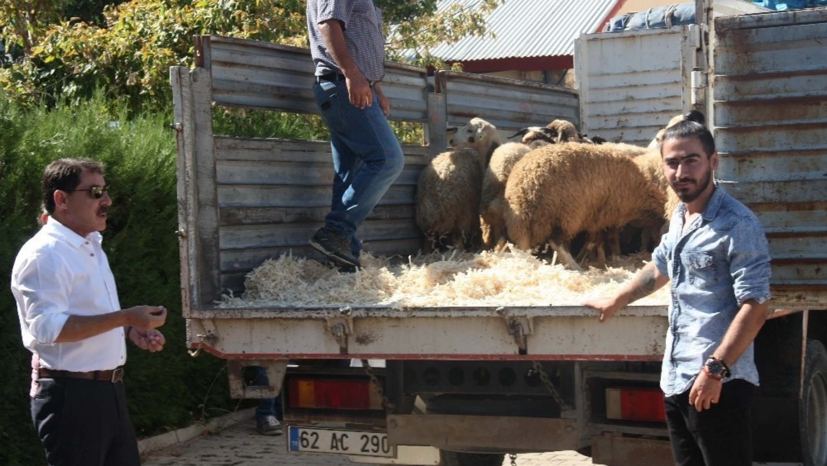 Tunceli'de genç çiftçilere bin 20 koyun dağıtıldı 
