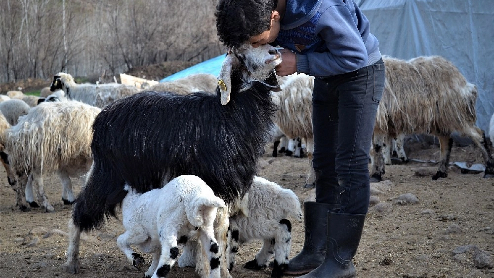 Anneleri ölen kuzulara keçi annelik yapıyor 