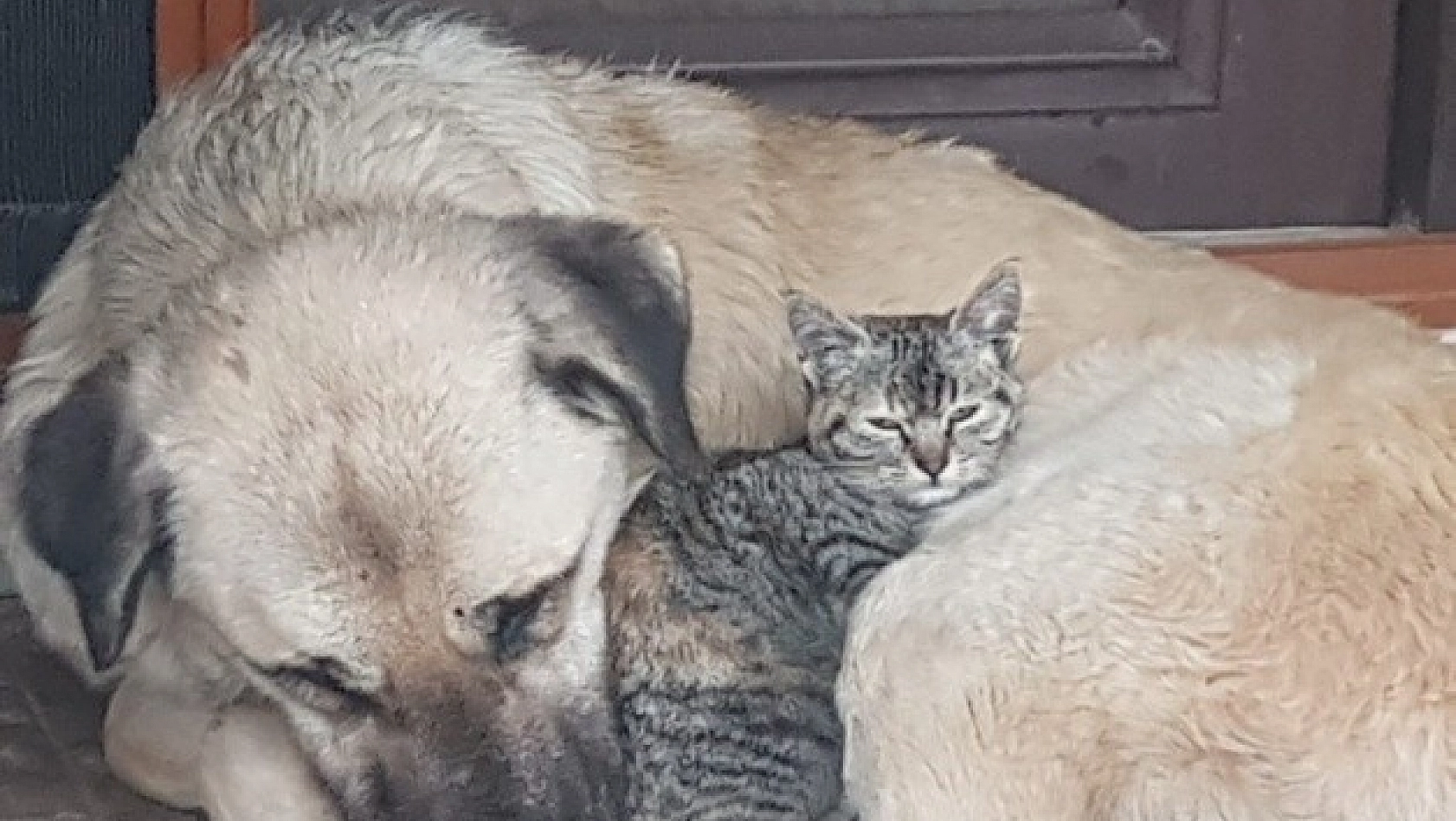 Köpekle, Kedinin Kardeşliği