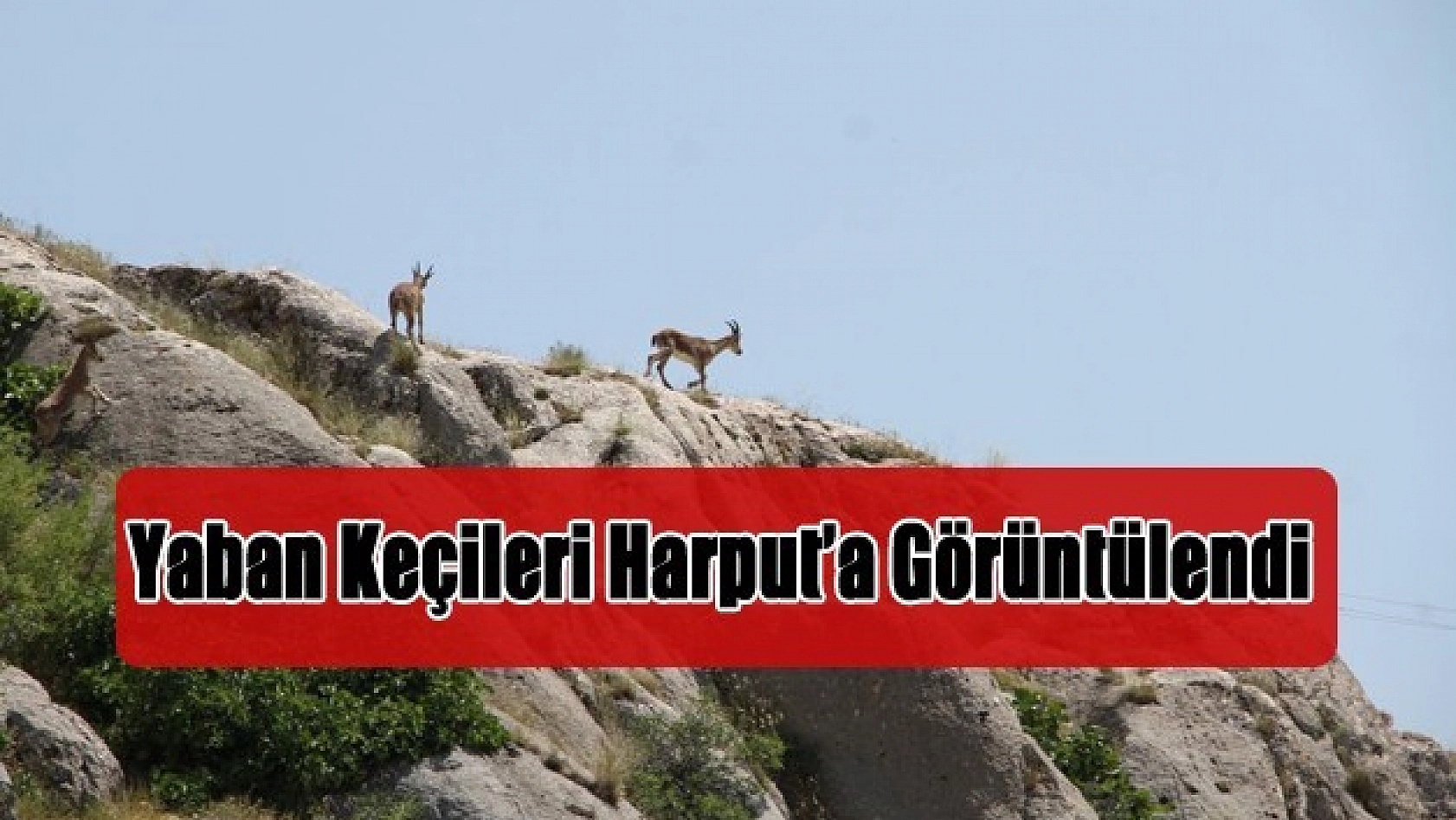 Yaban Keçileri, Harput'a Kadar İndi