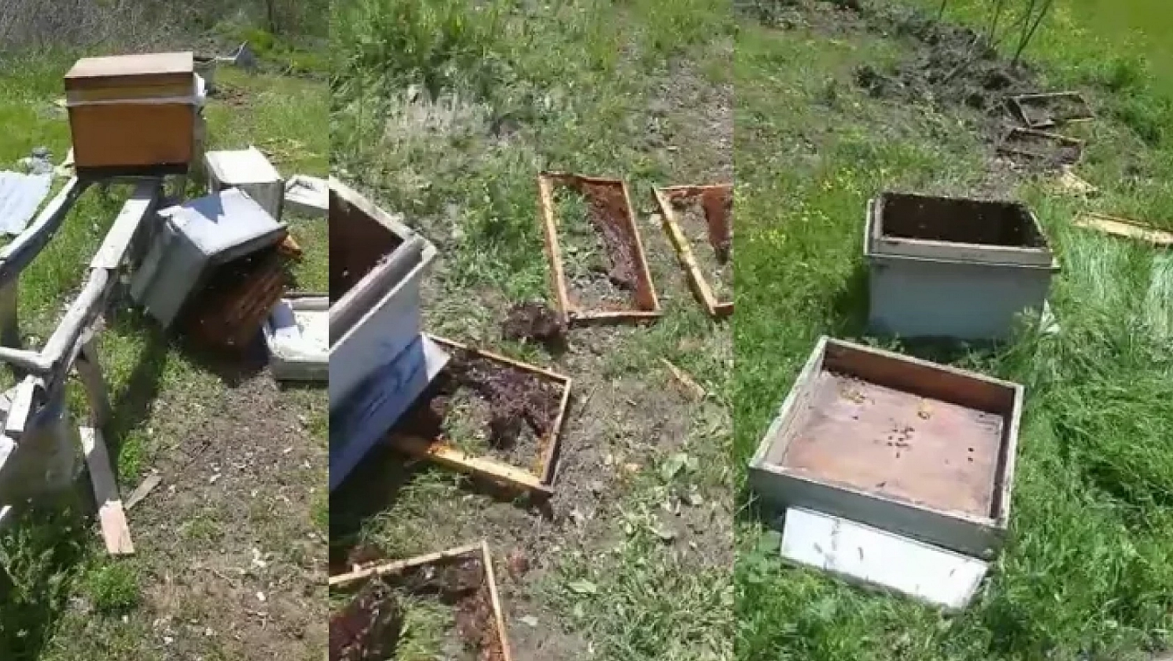 Aç Ayı Kovanları Parçaladı