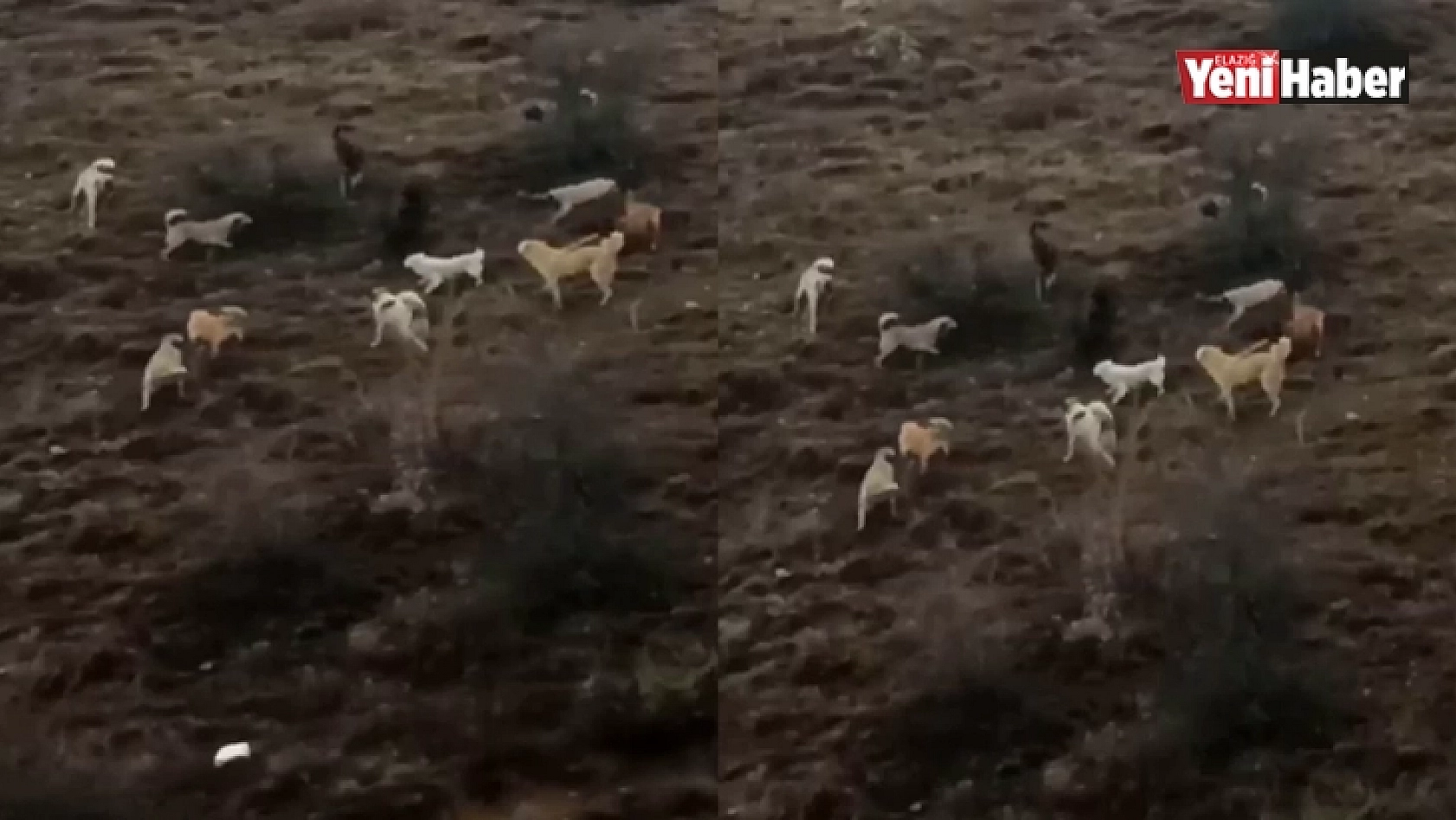 Domuz ile köpekler arasında amansız mücadele