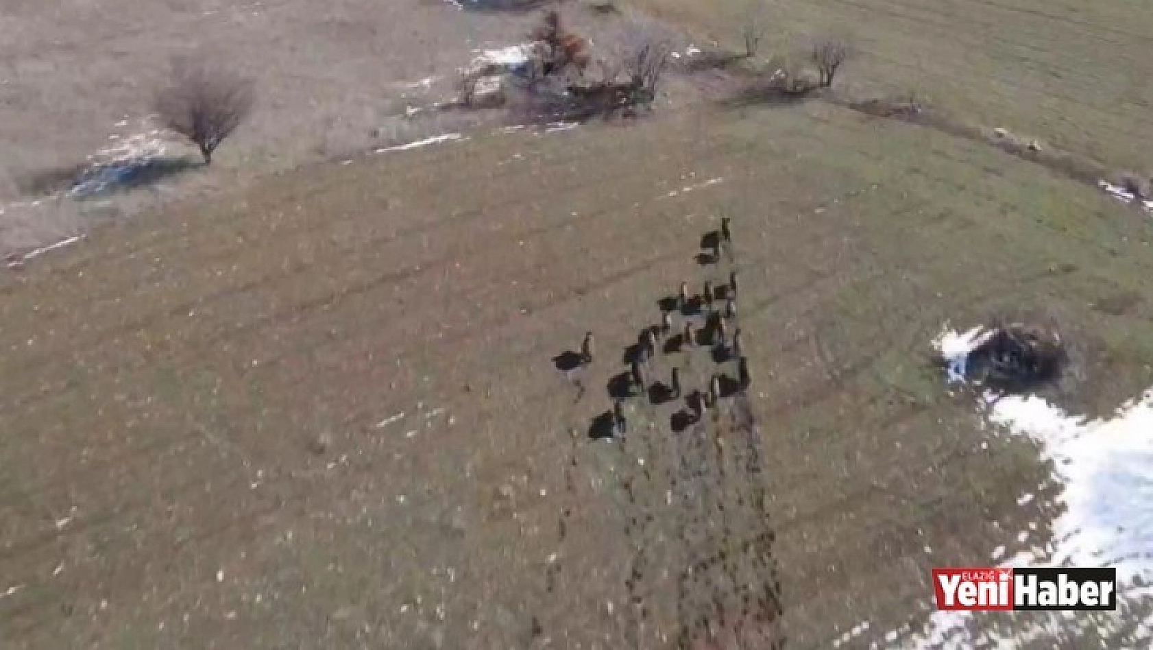 Domuz Sürüsü Drone İle Görüntülendi