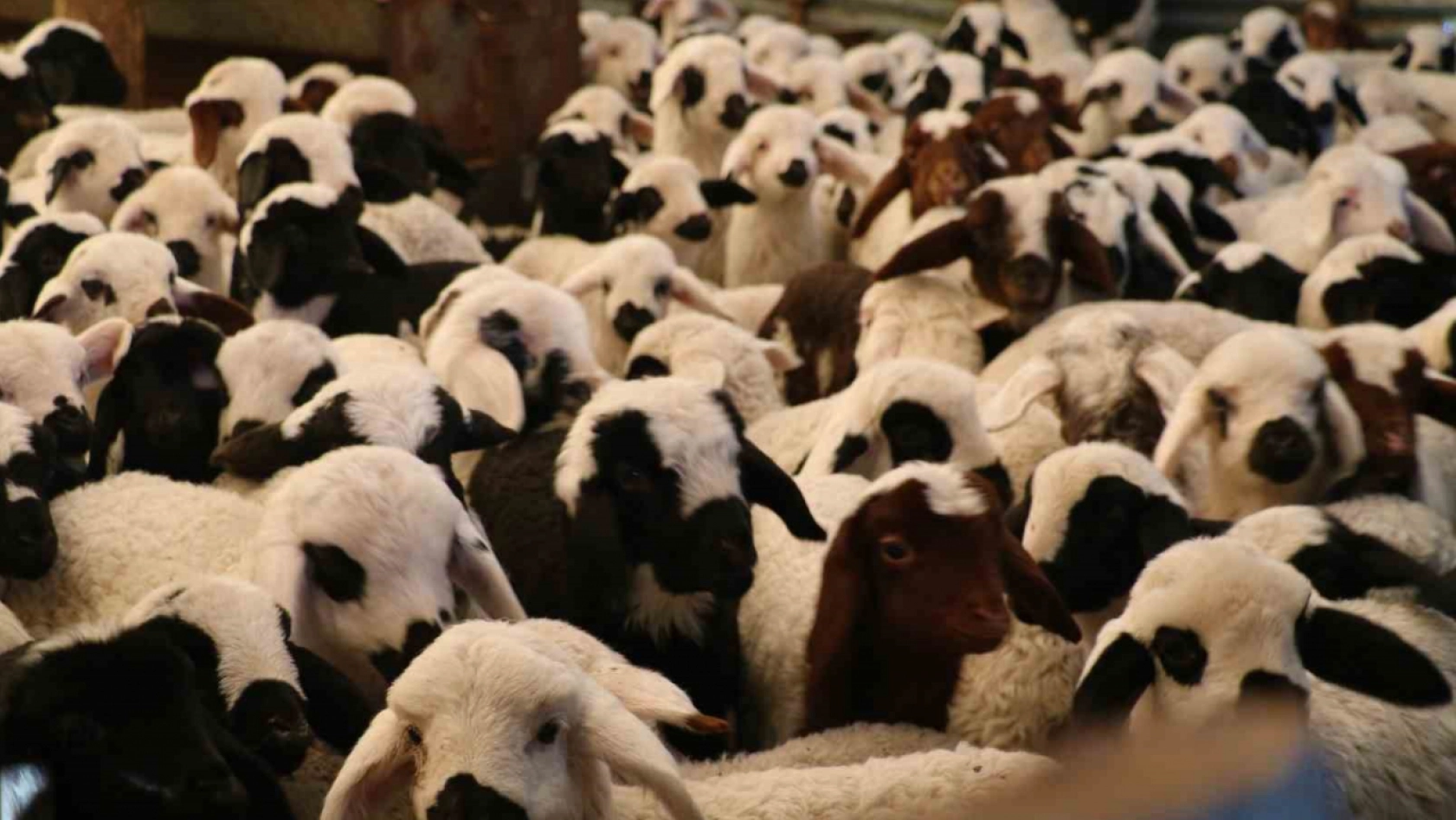 Elazığ'da 98 Bin Sığır Aşılandı