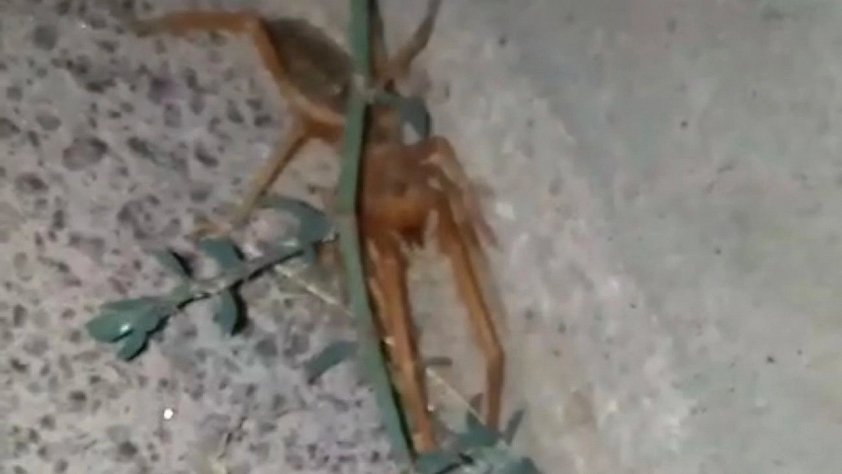 Elazığ'da etçil 'sarıkız' örümceği görüntülendi